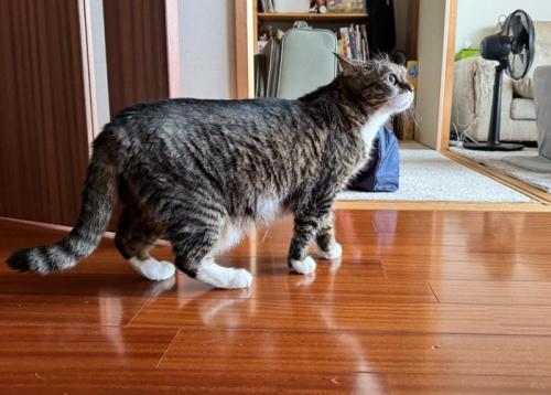 へっぴり腰の猫