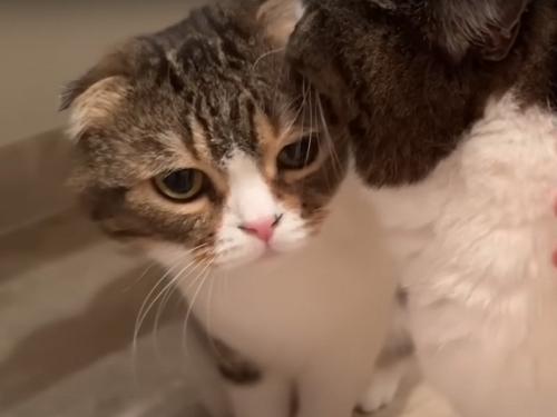 2匹の猫