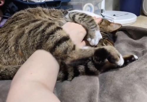 手を抱きしめる猫さん
