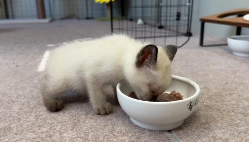 ご飯