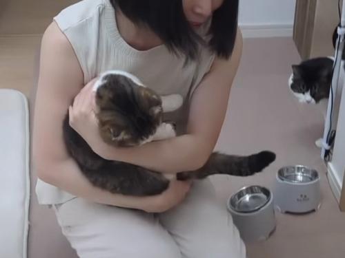抱かれる猫
