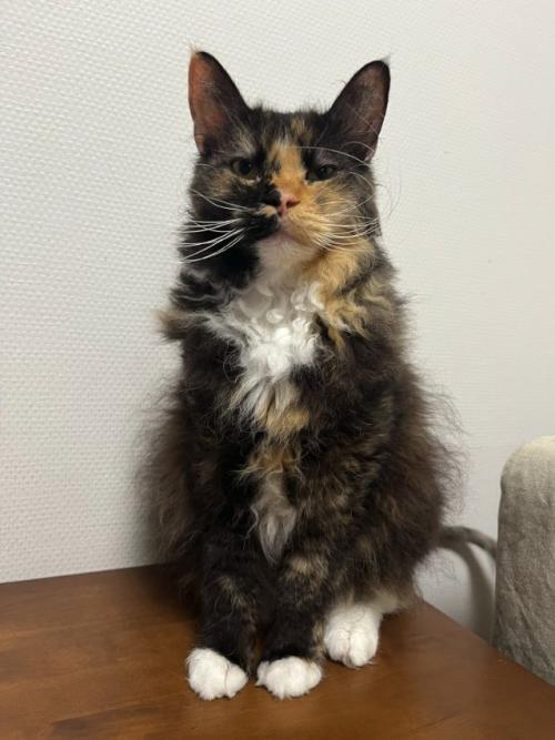 棚の上でお座りしている猫