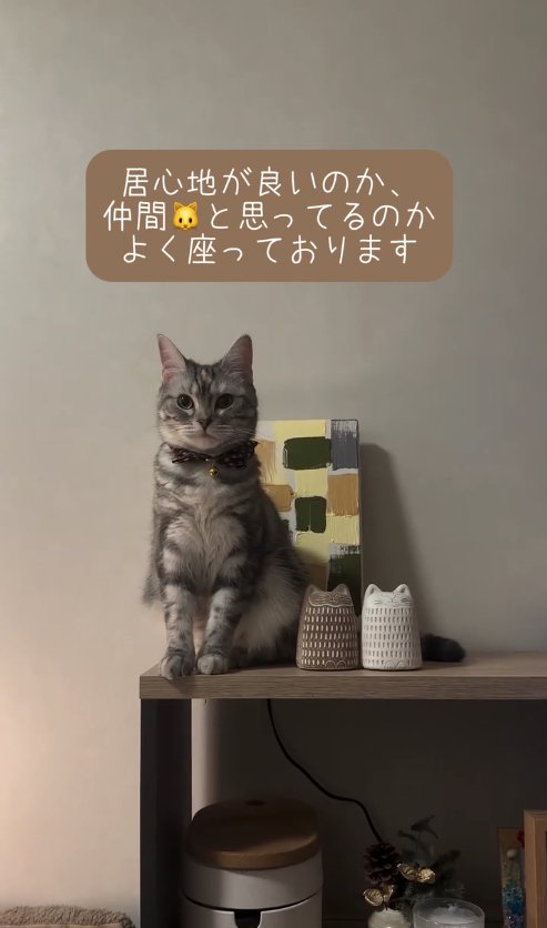 棚の上の置き物の横に座る猫