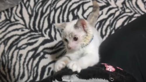 立つ子猫