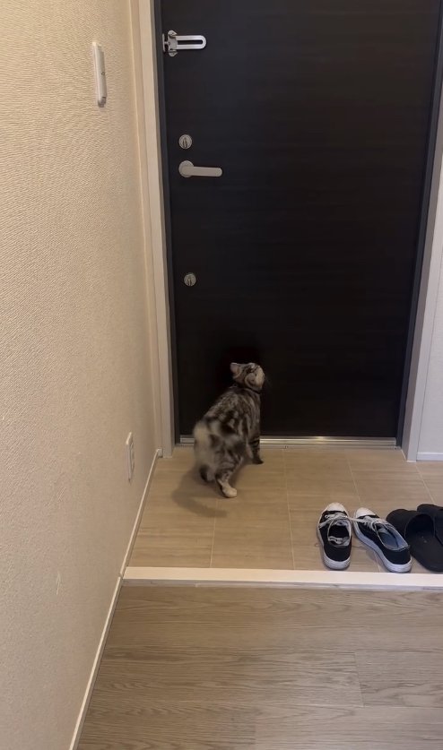 玄関ドアを中腰で見つめて尻尾を振っている猫