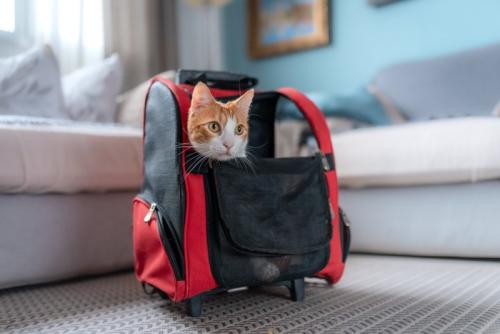 バックパックに入る猫