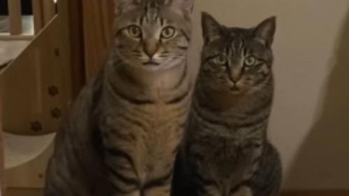 室内にいる猫たち