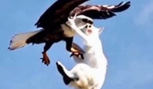 ワシの喉を捕らえた猫