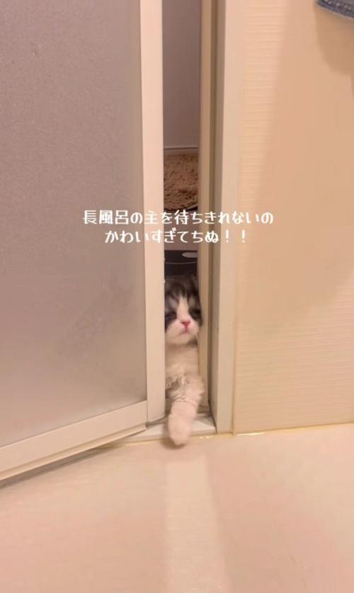 バスルームに入ろうとするトトロちゃん