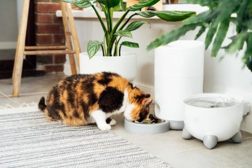 自動給餌器のフードを食べる三毛猫
