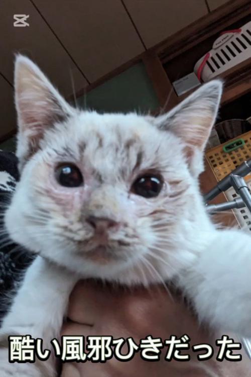 抱っこされる猫の顔