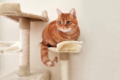 キャットタワーにいる猫
