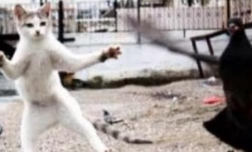 鳥と戯れる猫