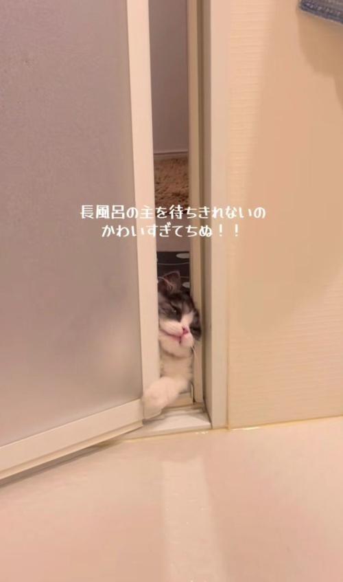 バスルームに入ろうとするトトロちゃん