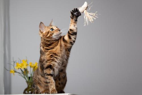 おもちゃで遊ぶ猫