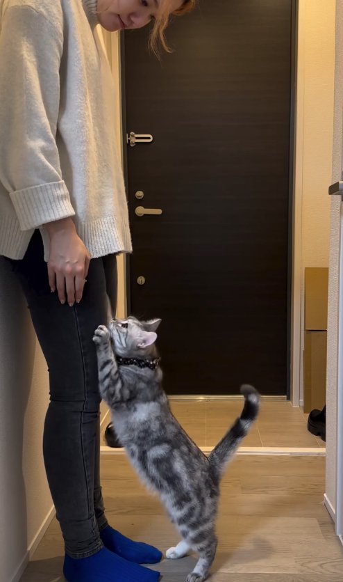 飼い主の膝に前足をかける猫