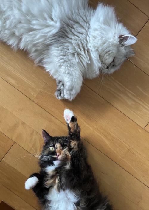 床に寝転がる2匹の猫