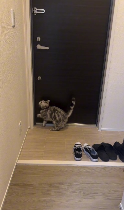 玄関ドアの隙間を見つめて左前足を上げている猫
