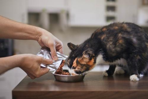 ウェットフードを食べる猫
