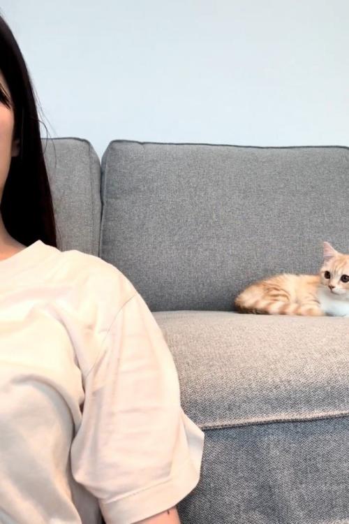 ソファに座る猫