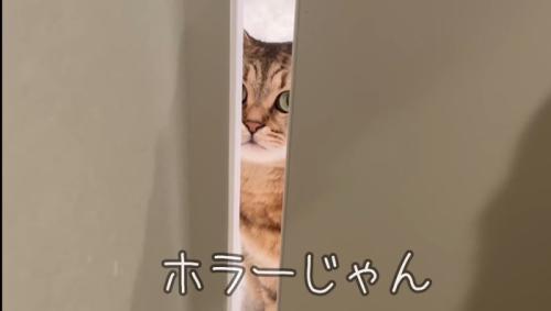 ホラーじゃん