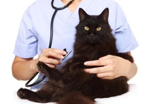 黒猫を診察する獣医