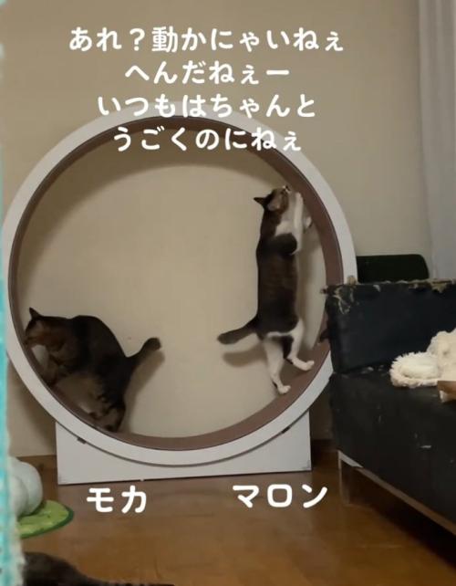 別々の動きをする2匹の猫