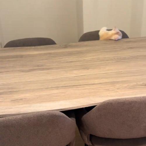 テーブルから落ちる猫