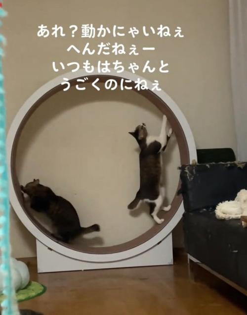 バラバラに乗る2匹の猫