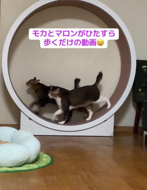 仲良く歩く2匹の猫
