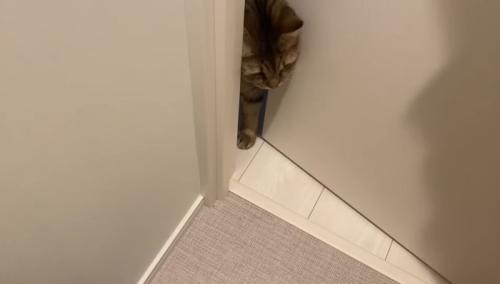 隙間から顔と前足