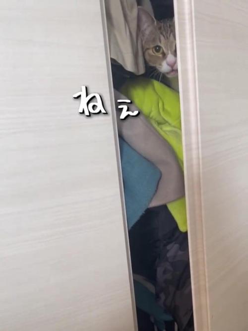 クローゼットの中にいる猫
