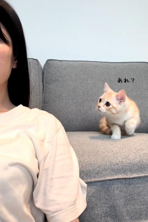 歩き出した猫