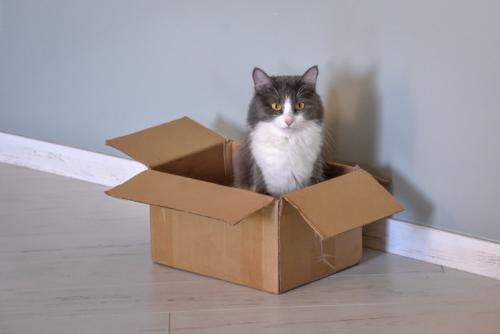 箱に入る猫