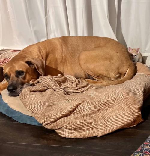 土佐犬に隠れる子猫