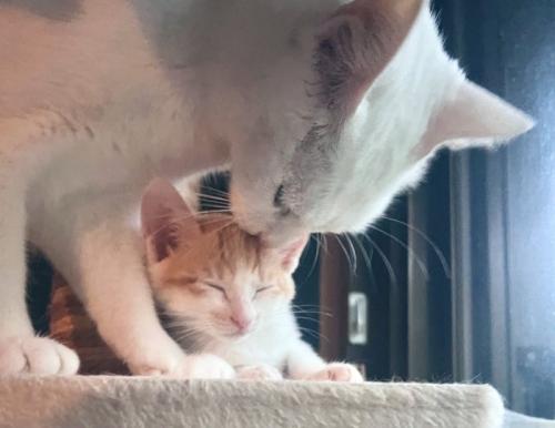 子猫を毛繕いする猫