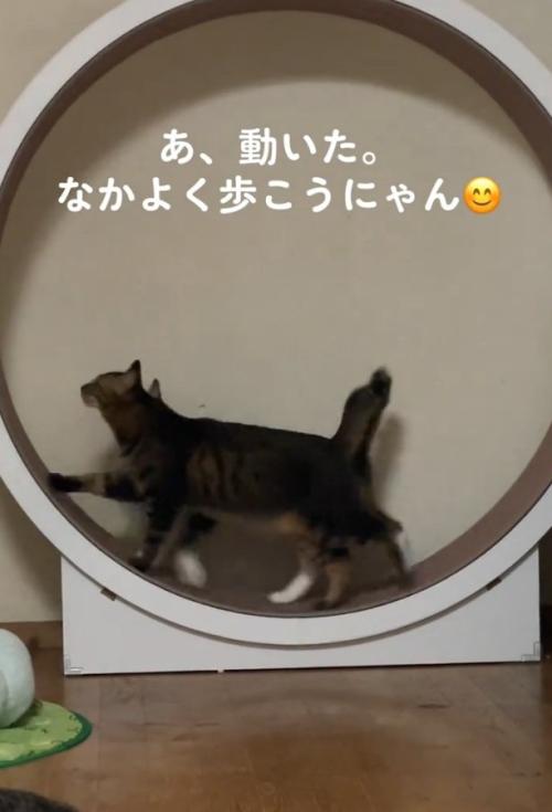 一緒に歩く2匹の猫