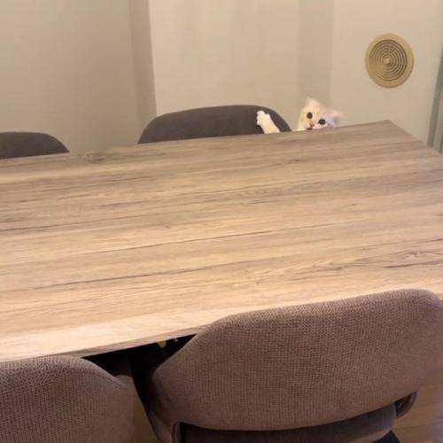 顔を出す猫