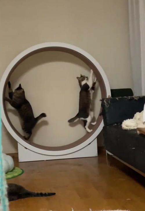 キャットホイールに乗る2匹の猫