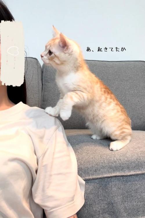 人の肩の近くにいる猫