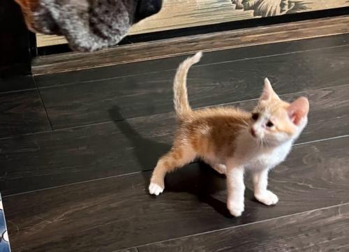 驚いた様子で後ずさりするマザリちゃん