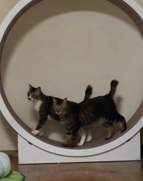 同じ向きで乗る2匹の猫