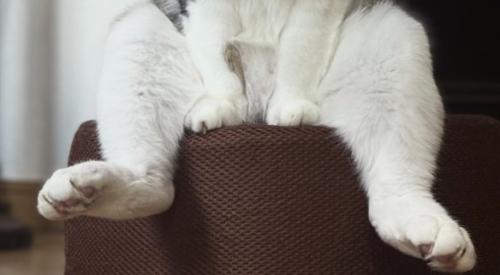投げ出されている猫の後ろ足