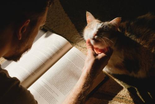 読書中の男性に撫でられる猫