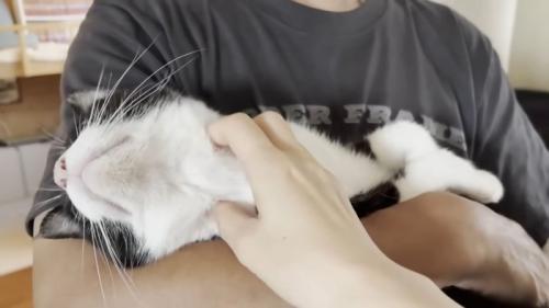 首をなでてもらう猫ちゃん