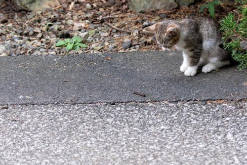 虫を狙う猫