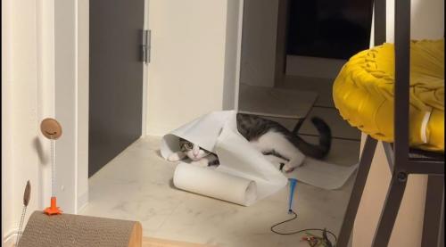 隠れる猫