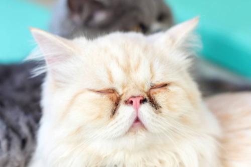 目の周りが汚れた猫