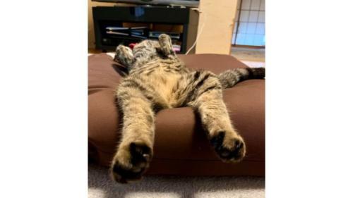 寝ている猫