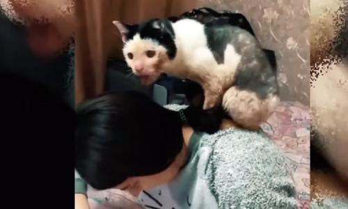 女性の背中に乗る猫